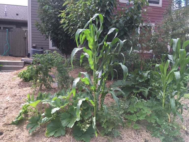 From Grass Desert to Abundant Food Forest? Backyard Permaculture Bonanza