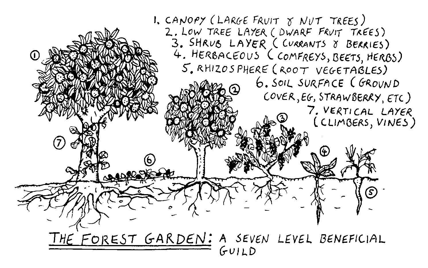 Permaculture Food Forest Layers. Diagram by Graham Burnett, (Reusing this file) Released under the GNU Free Documentation License.